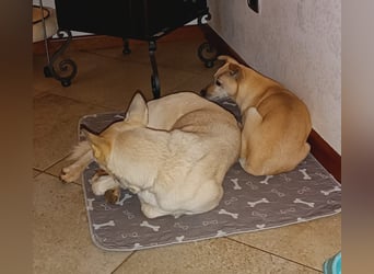 Perla: Sportskanone und Kuschelmaus