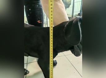 Hedi, geboren 05.01.2025, 29cm sucht ihr Glück