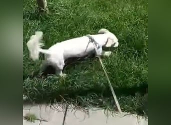 Hooney - freundliche, aktive, katzenverträgliche Malteser-Mix Hündin / Pflegestelle in Brakel
