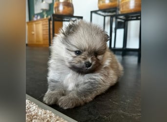 Reinrassige Pomeranian-Hündinnen mit Ahnentafel suchen ihre Traumfamilien