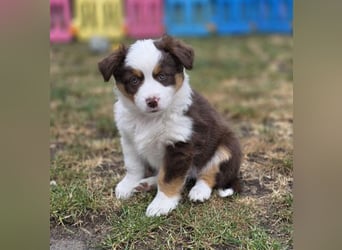 Mini Aussie Hündin / Mini American Shepherds aus Liebevoller Aufzucht