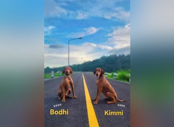 Bodhi- traumhafter Viszla sucht Geborgenheit
