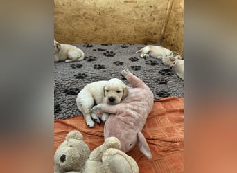 Golden Retriever Welpen