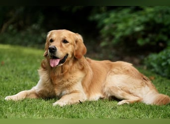 Golden Retriever Welpen