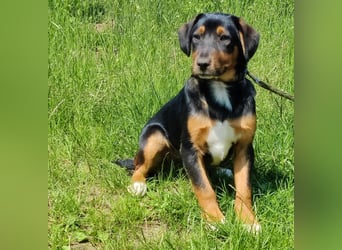 Charly - Körbchen auf Lebenszeit gesucht