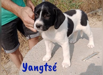 Yangtsé geb. 03/2025 (ESP) - freundlicher Labrador-Mix Welpe!