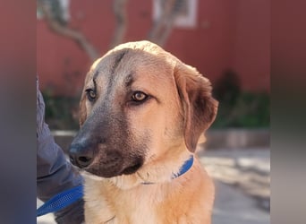 Petunia Kangal Mischling Hündin Junghund sucht Zuhause oder Pflegestelle