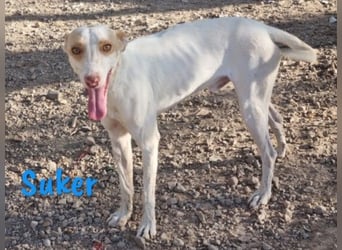 Suker geb. 03/2021 (in Deutschland) - freundlicher und verschmuster Podenco-Mix!