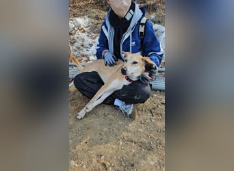 Donna - der glückliche Sonnenschein / Jindo-Greyhoundmix