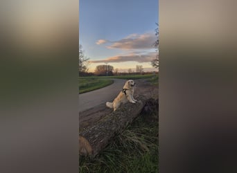 Golden Retriever Deckrüde