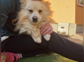 Bilbo SR – Sanfte Seele sucht ein ruhiges Zuhause
