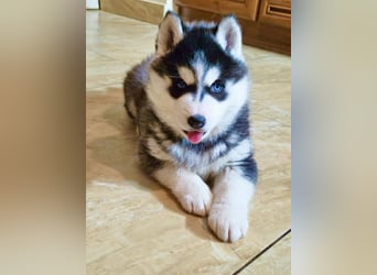 FCI Pedigree Blue Eyed Black & White Siberian Husky 