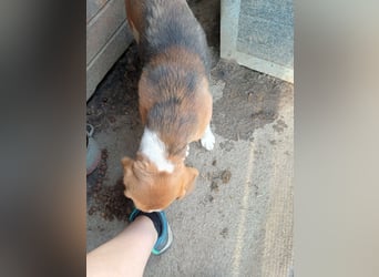 Nanook, freundlicher und aktiver Beagle, geb. 03/2022