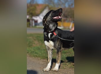 Max, so ein hübscher Bub, wartet in Rumänien auf die Ausreise