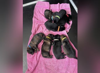 Welpen, Schäferhundwelpen vom Verein für deutsche Schäferhunde mit Papiere