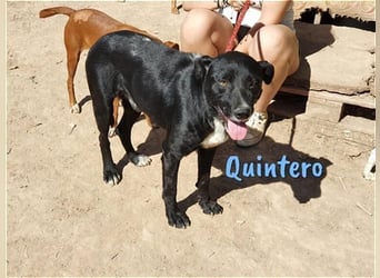 Quintero geb. 08/2018 (ESP) - sehr hübscher, sozialer und verträglicher Rüde!