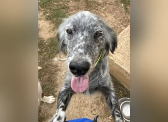 Nadine-liebe, verträgliche Setter-Mix-Hündin sucht ihre Familie