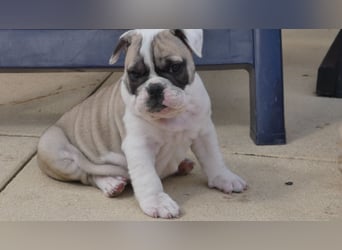 Zuckersüße Freiatmige Bulldoggenwelpen