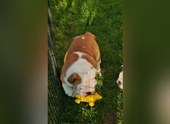 Englische Bulldogge Welpen mit FCI Papiere