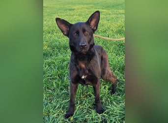 Himerra - schlau und lernwillig