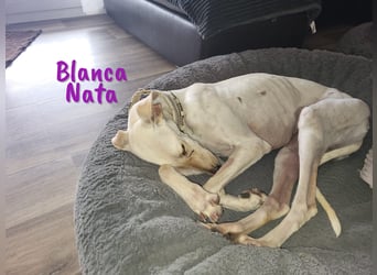 Blanca Nata 10/2023 (in Deutschland) - aufgeschlossene und unkomplizierte Traumgalga!