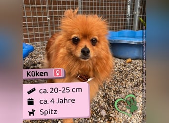 Küken