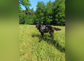 junger Jamie sucht ein Zuhause oder Pflegestelle, Retriever Mischling, Junghund