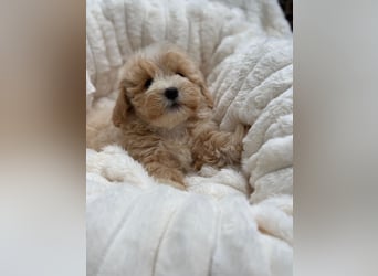 Maltipoo Malteser Toy Pudel Mix Welpen