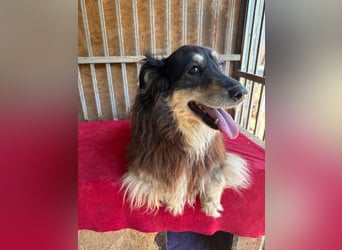 Gino, Collie-Mix, Rüde, geb. am 01.01.2018, 40 cm, -Notfall-