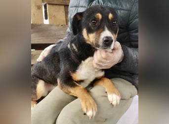 Franjo sucht warmes & liebevolles Zuhause