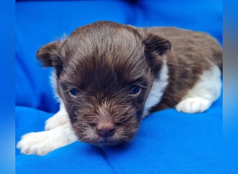 Bezaubernde Welpen aus Bolonka Zwetna und Pomeranian (Zwergspitz)