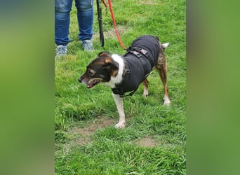 ♥KARLO♥ auf Pflegestelle bei Köln - süßer, verschmuster, dankbarer dreibeiniger Schatz 46 cm