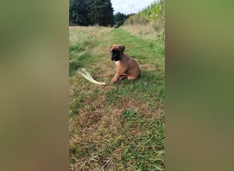 Boxer-Welpen von mehrmaligen Teilnehmern der Deutschen Meisterschaften!!!