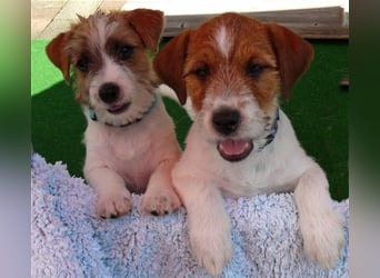 2 rassetypische Jack russell Terrier Rüdenwelpen 3 Monate alt