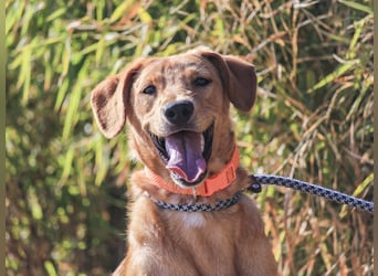Badou, Mix Labrador / Schäferhund, lieb und sozial