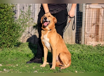 Mr John, Mix Labrador / Rafeiro Alentejano, lieb und verträglich