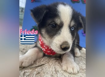 Frieda,geb.02/25,hübsches Hundemädchen sucht ihre Familie