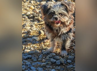 Rocky Shih Tzu Mischling sucht liebevolles Zuhause