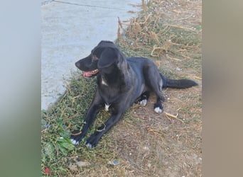 Phoebe sucht Für-immer-Zuhause