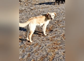 Laika - immer gut aufgelegt