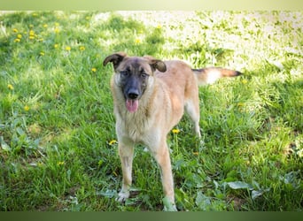 MONA - das freundliche und fröhliche Hundemädchen sucht Heimathafen