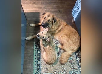 Grizzly sucht noch sein Zuhause