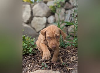 Ungarisch-Drahthaar-Welpen (UD) - Magyar Vizsla