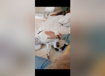 Josie sucht Herzensmensch fürs Leben