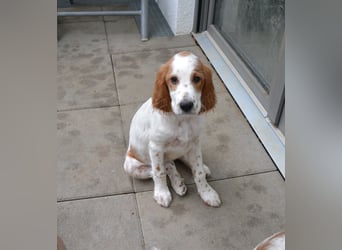 Arwen – Irish Red and White Setter Hündin sucht ihr Herzenszuhause