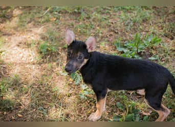 Silny: Hundekind sucht ein Zuhause