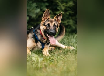 Verspielte Samantha sucht ihre Familie