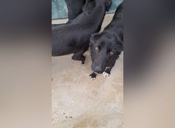 liebe Border Collie- kroatischer Schäferhund Mischling Lisa sucht ...