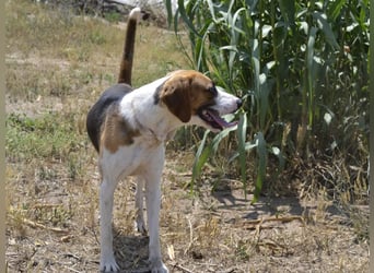 Dimmi – junger französischer Laufhund-Mischling sucht liebevolles Zuhause