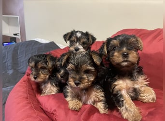 Liebe auf vier Pfoten – Yorkshire Terrier Welpen suchen ihr Für-immer-Zuhause!
